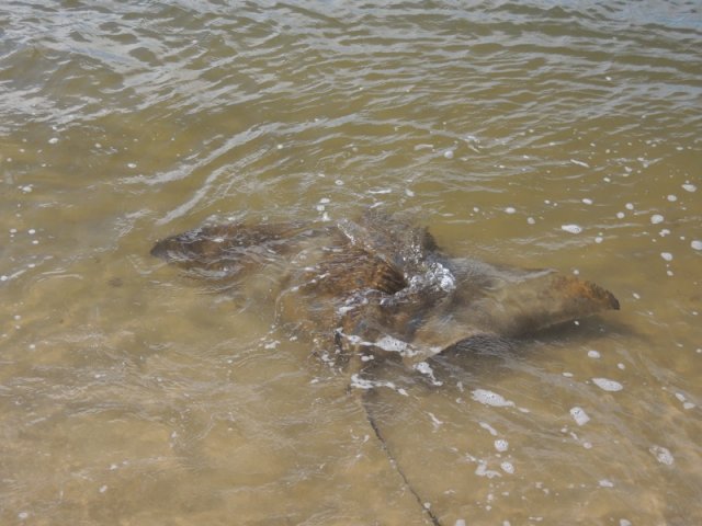 Narrows Stingray